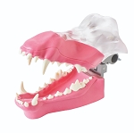 Canine Upper and Lower Gingival Facing